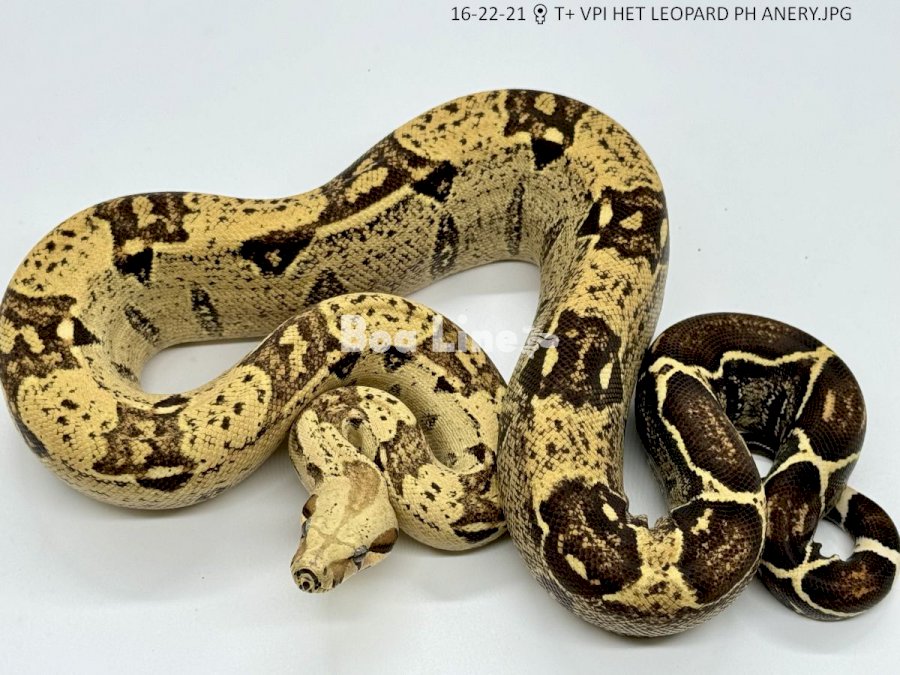 T+ VPI HET LEOPARD PH ANERY
